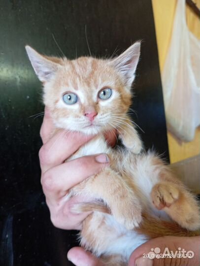 Котенок 2 месяца