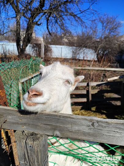 Козы ламанча