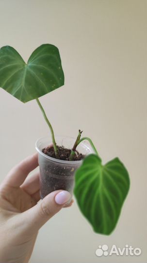 Филодендрон бородавчатый