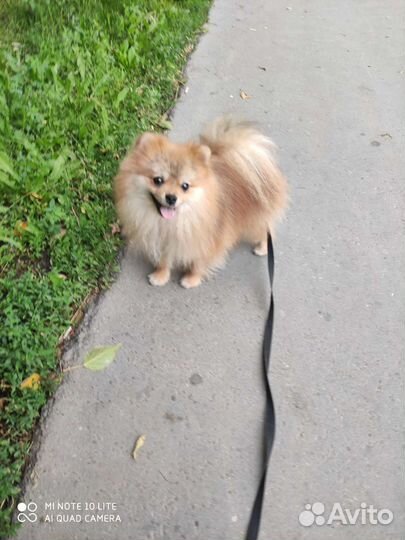 Померанский шпиц вязка