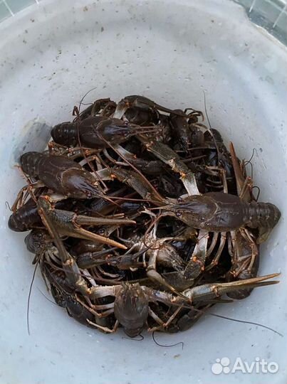 Раки живые