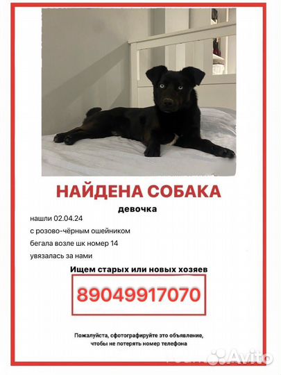 Собака в добрые руки