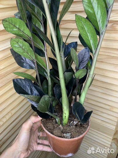 Замиокулькас черный Равен