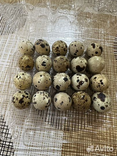 Яйцо перепелинное Диетическое