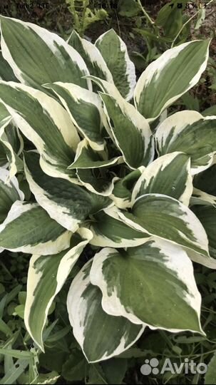 Саженцы хосты