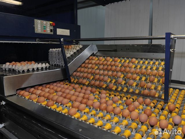 Фасовщик на птицефабрику в Подмосковье - вахта 30