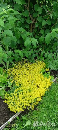 Горец мелкоголовый пепл фэнтези и почвопокровники