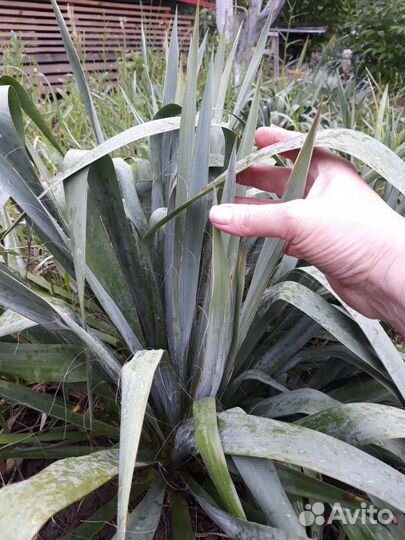 Юкка нитчатая