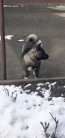 Американская акита вязка