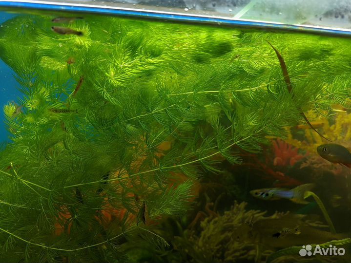 Водоросли для аквариума криптокарина