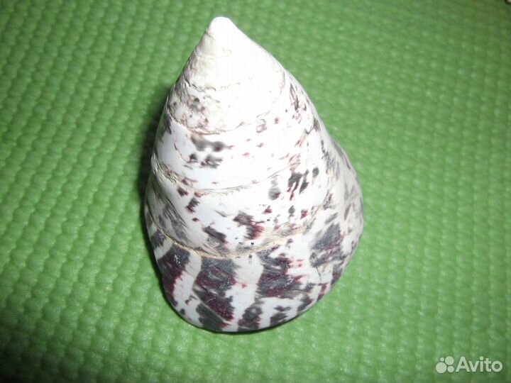 Морские коллекционные раковины