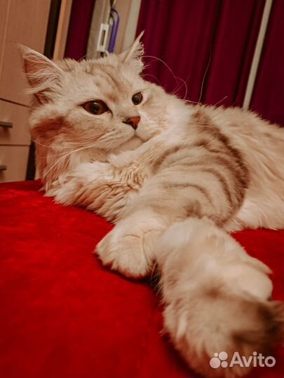 Кошка в дар