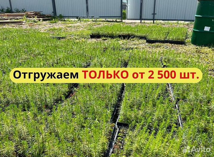 Саженцы ели зкс от производителя