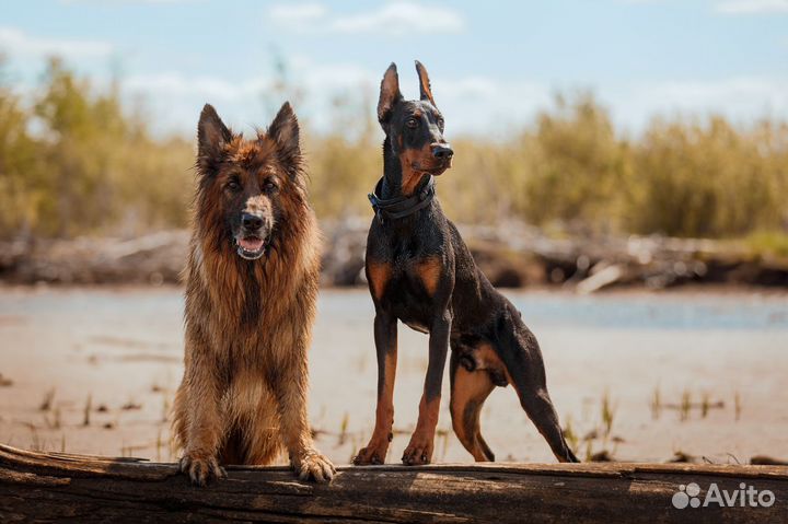 Передержка