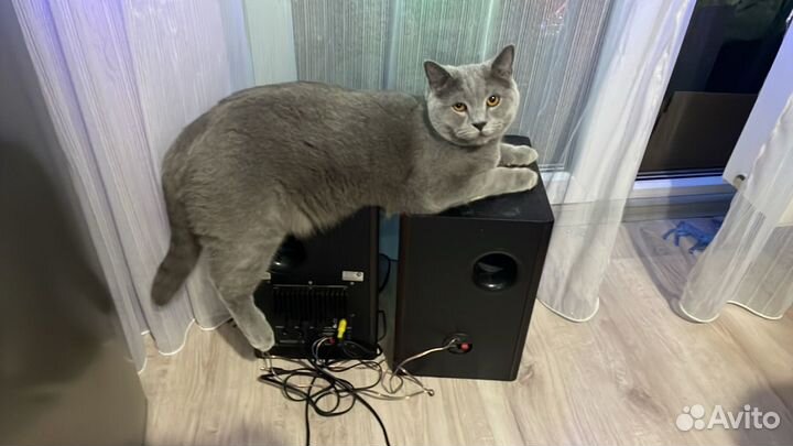 Кот в добрые руки