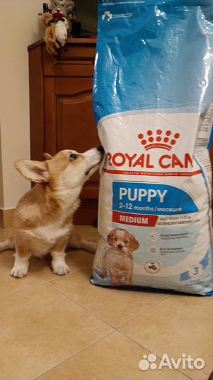 Сухой корм для щенков Royal Canin, Medium Puppy
