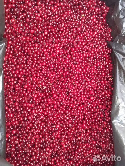 Клюква, брусника и др. ягоды