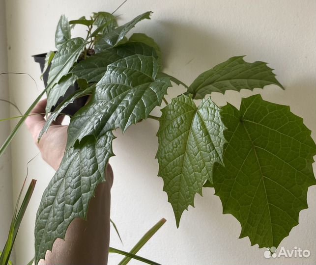 Циссус антарктический растения