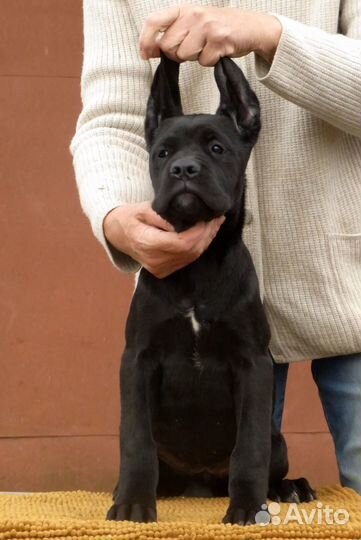 Черные девочки Кане Корсо, уже готовы гулять