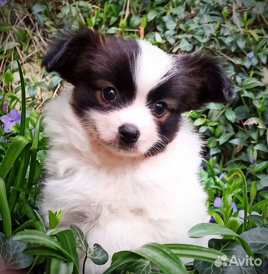 Щенки папийона