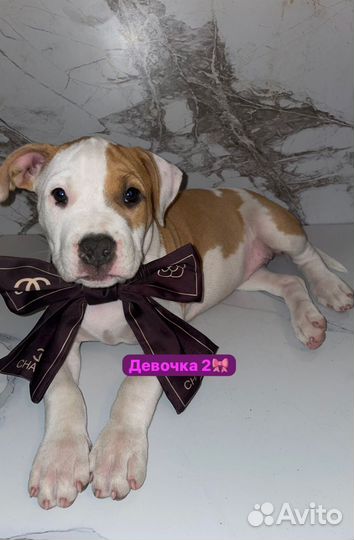 Стаффордширский терьер