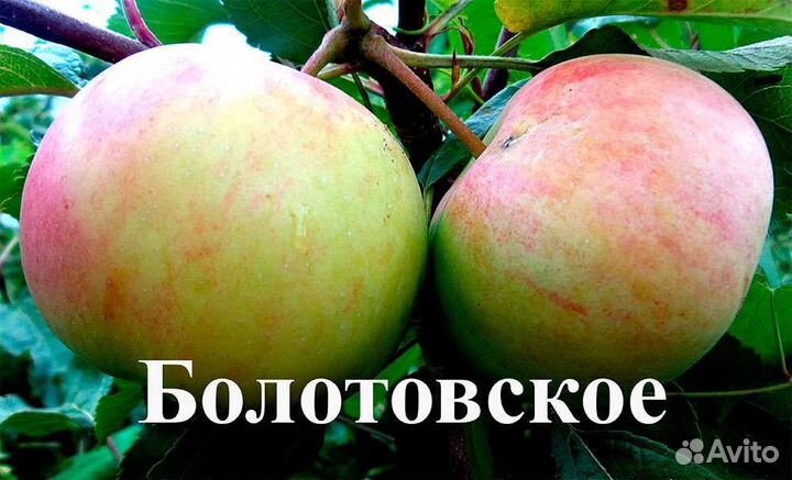 Саженцы яблонь, 3х летки зкс