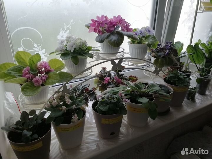 Фиалки, сенполии сортовые, цветы