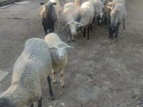 Овцы котные рамановские