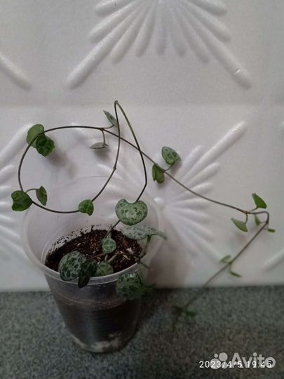 Ктенанта Е. Моррен, эпипремнумы и другие цветы