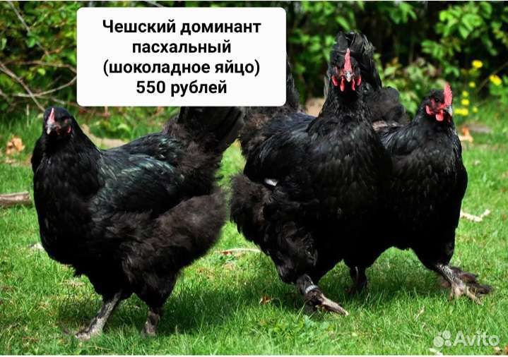 Куры-молодки.Несушки.Добрая птица