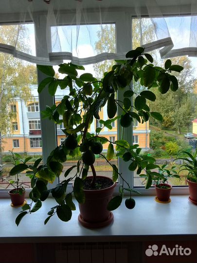 Лимон плодоносящий