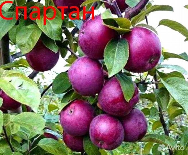 Саженцы Яблонь и Груш