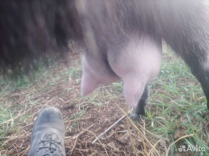 Коз продам на мясо и для молока