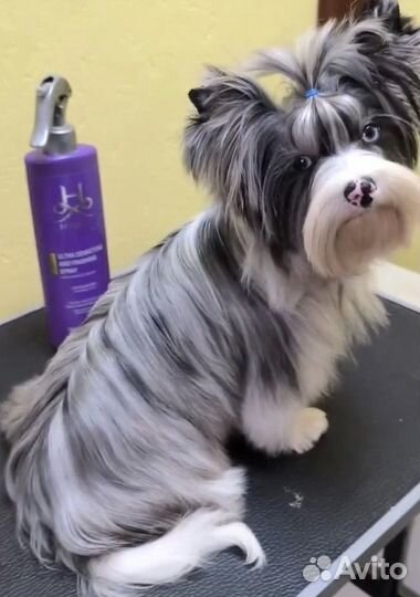 Йоркширский терьер вязка