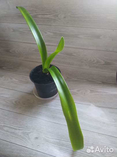 Гиппиаструм