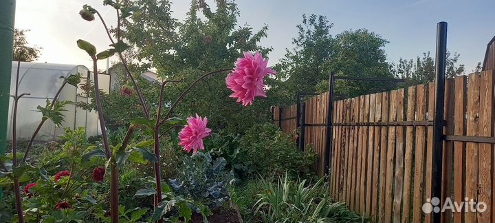 Георгины клубни