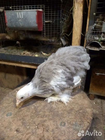 Карликовые кохинхины,карликовые курочки и петушки