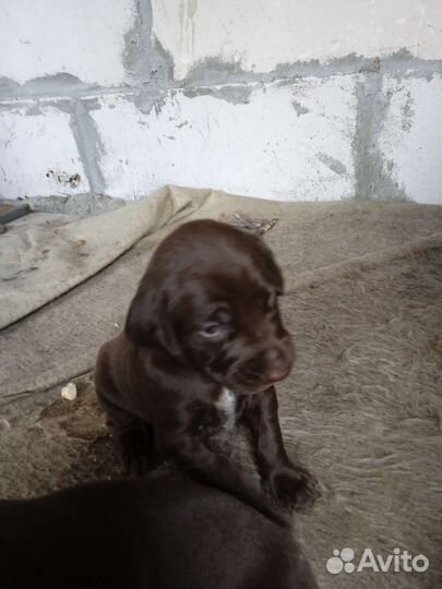 Щенки курцхаара