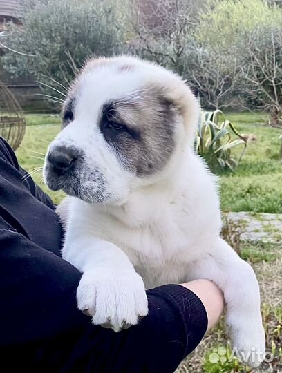 Щенки алабая