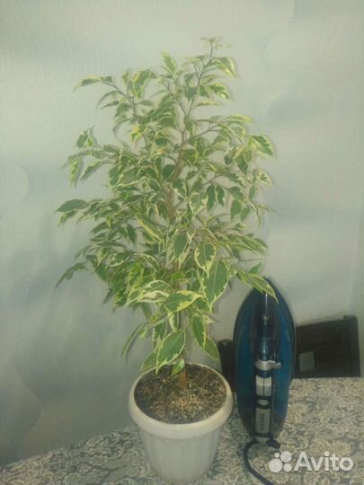 Комнатные цветы