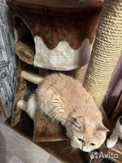 Когтеточка домик для кошки