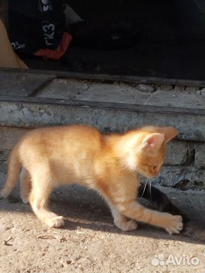 Котята