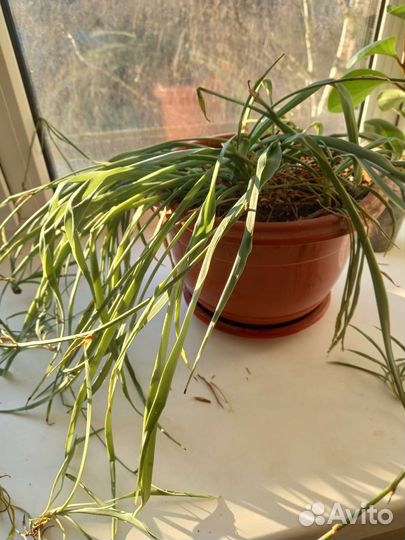 Хлорофитум