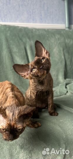 Котята девон-рекс