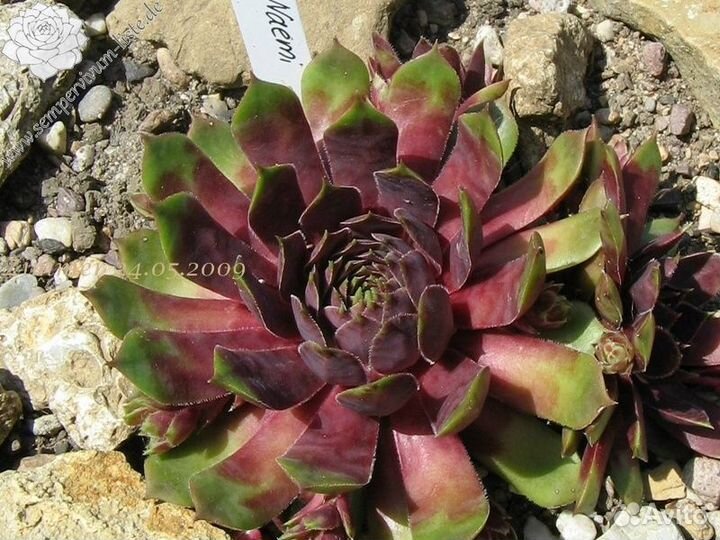 Молодило (Sempervivum) -2