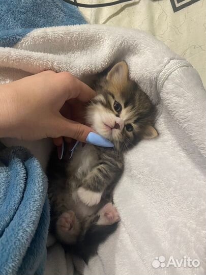 Котята в очень добрые руки