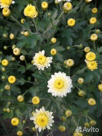 Хризантемы