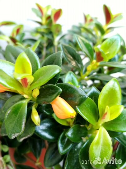 Нематантус,цветы рыбки, Эсхинантус