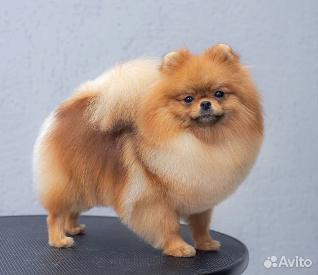 Стрижка собак и кошек