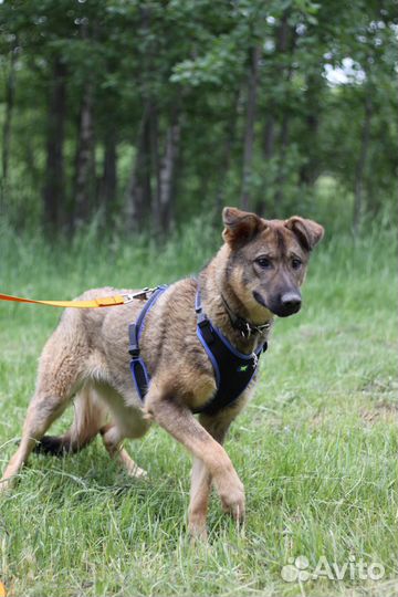 Подарите щенуле жизнь дома